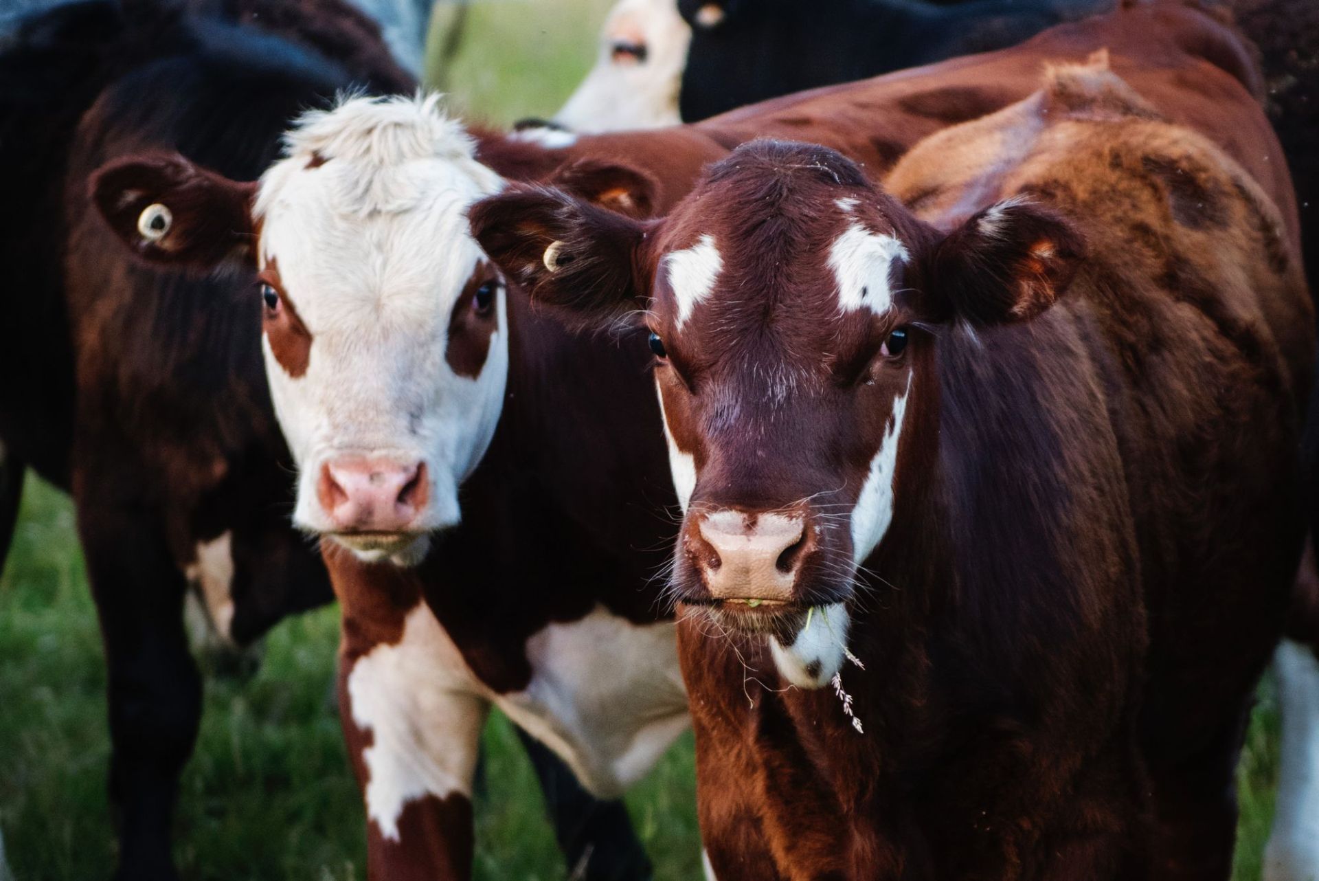 Processing of animal by-products for production of high-protein meat and bone meal,  tallow, grease